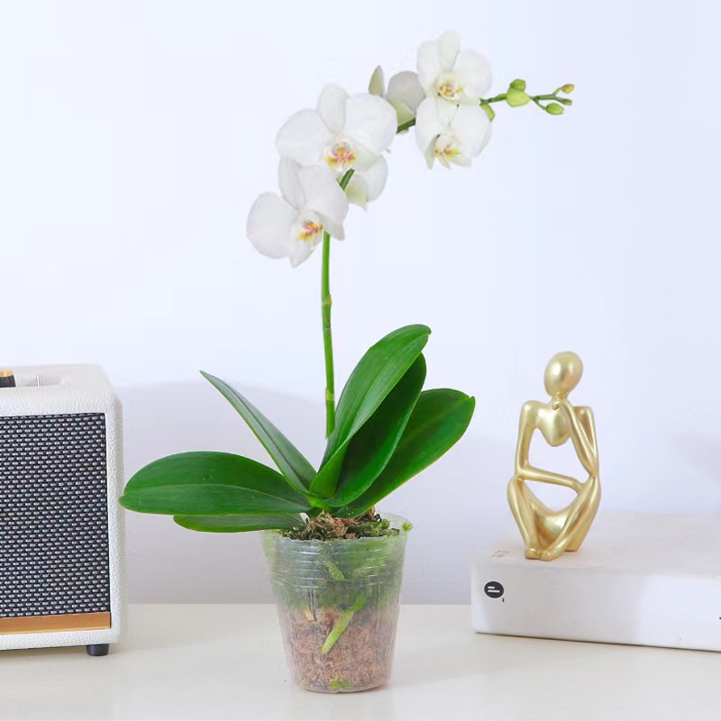 orquídea mariposa con brotes de flores planta en maceta sala de estar orquídea planta de interior flores en todas las estaciones buena para alimentar dendrobium orquídea planta verde image 17