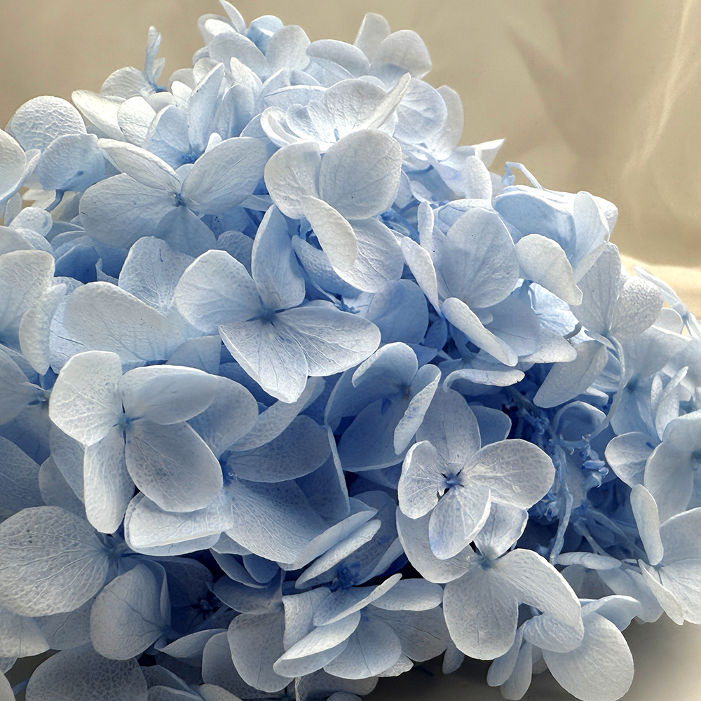 Flores de hortensia preservadas de calidad A+ del fabricante de Yunnan, flores preservadas en caja de 20g.