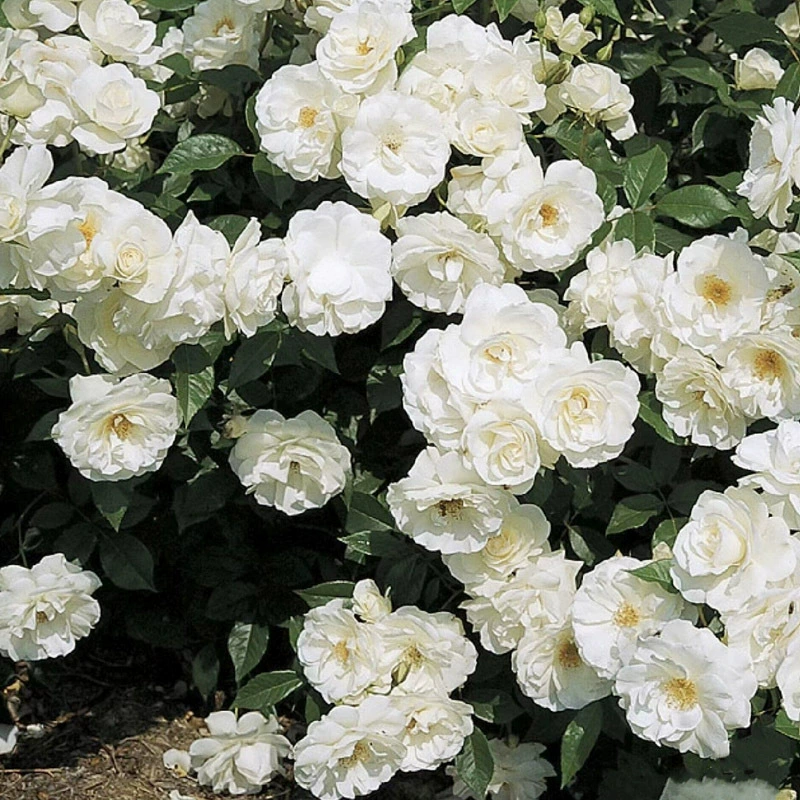 Сборные рассадные розы «Айсберг», белые, обильно цветущие, для балкона и двора, всесезонные, ароматные.