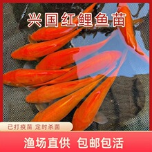 �����˹��������絭ˮ��ֳ������ʳ���ͺ���ˮ�������ɰ�������