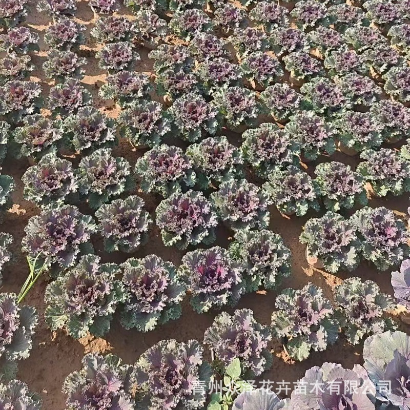 羽衣甘蓝盆栽 冬季绿化草花耐寒花卉 鸽系羽衣甘蓝 欧系羽衣甘蓝