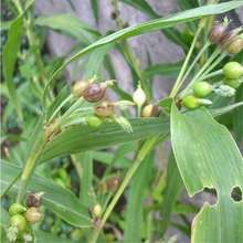 �����ӷN��Ұ���A��޲�Ӳ�����޲������ˣɢ���ִ�����T��������