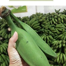 �V���V�|���ڰŽ�ţ�Ǵ��㽶���r��Ƥ����������Ƥˮ������