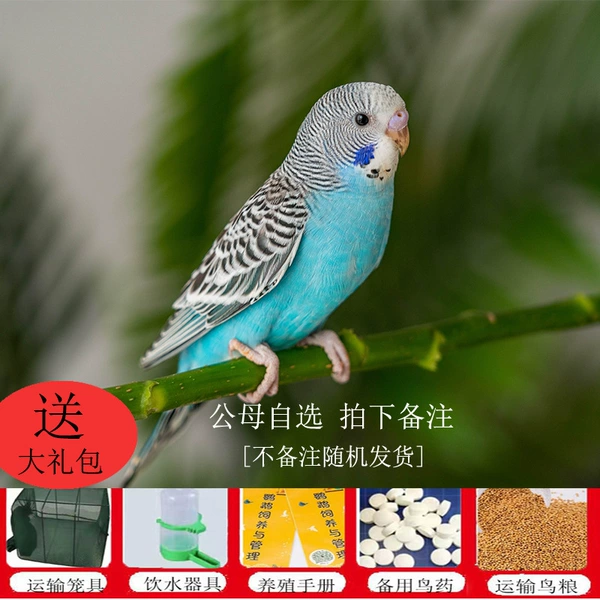 A blue tiger leather [can learn to speak] [Remarks Gender] (Mother -Mother's optional)