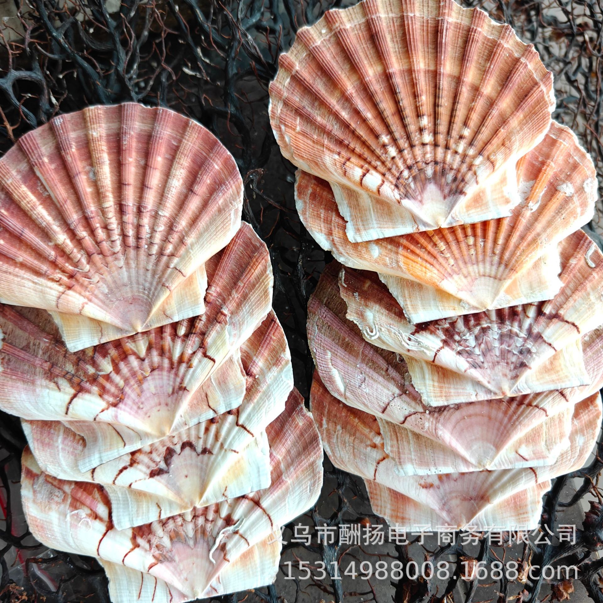One large red scallop, approximately 8-12cm in size.