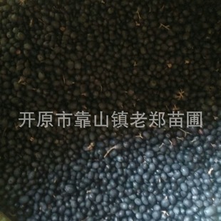 Wholesale Greening Shrub Water Wax Seeds Sowing Seedlings Water Wax Tree Seeds Good Germination Rate Small Leaf Ligustrum Ornamental Green Plants