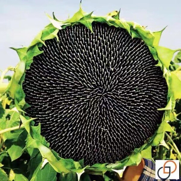 Sunflower Seeds to see edible flowers and flowers