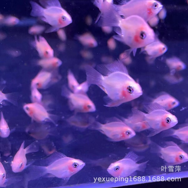 Jinbo Ziyu Live Pikachu Short Sea Phoenix Fish Freshwater Small…