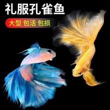 孔雀鱼金鱼淡水观赏纯种好养耐活小型耐养小鱼鱼苗凤尾热带观赏鱼