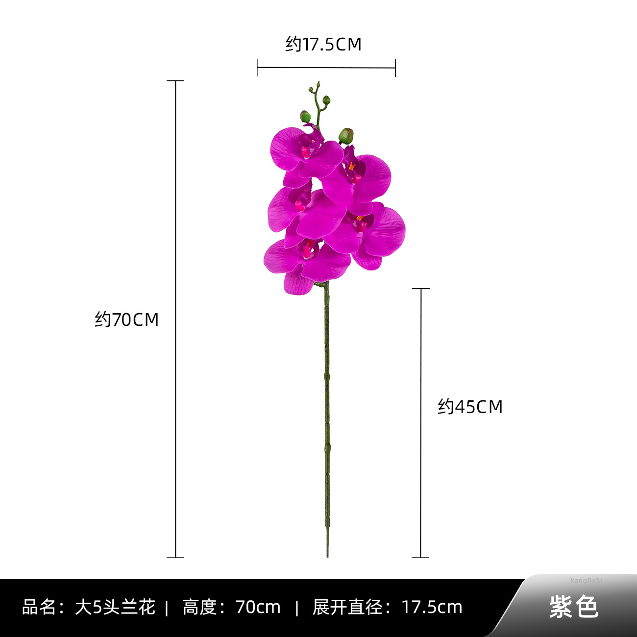 보라색 빅 5 호접란