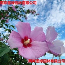 ���lľ�ȷN�Ӽt��ľ�ȷN�� ľ�����Ȼ��G�l��N�ӻ��Ѽt��