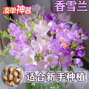 Four-Season Flowering Double-Flowered Alyssum Bulbs Potted Indoor and Outdoor Balcony Florals Freesia Flowering Period Outdoor Florals