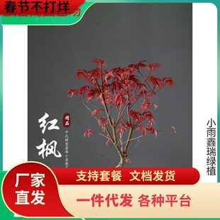 һ�����l�t���辰�����ļ��t�k���҃�����Gֲ�������Ϙ����B��t