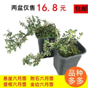 Golden-Edged June Snow Bonsai with Stones, Rooted June Snow Cliff Miniature Potted Plant, Mini Red Flower Shaped Micro Bonsai