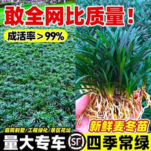 日本矮麦冬草苗耐寒践踏庭院园林绿化草坪植物带土麦冬草苗玉龙草
