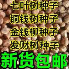 七叶树种子 红花 籽 铜钱树种子  青钱柳 金钱柳种子 发财树种子
