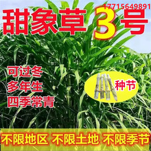 甜象草3号无毛多年生牧草种籽四季田象草三号种子喂牛羊鱼草种籽