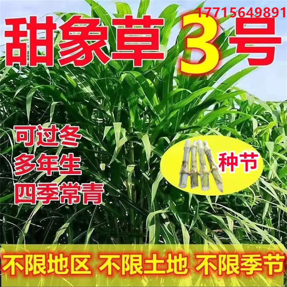 甜象草3号无毛多年生牧草种籽四季田象草三号种子喂牛羊鱼草种籽