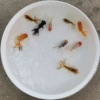 Random goldfish 3-5 cm 1 piece