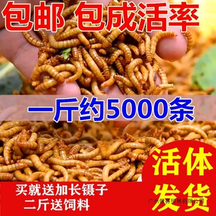 ����x���w �S���x���x �W�^�~ �����~ ���� ��ü�Bʯ����ϰ��]