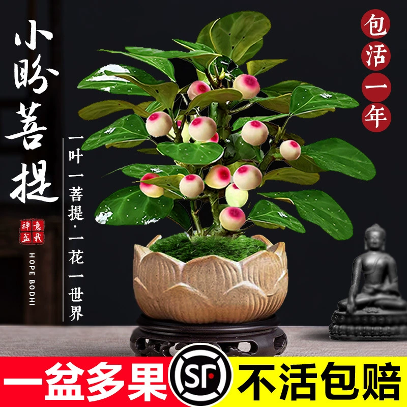 Дерево Бодхи в горшке, бонсай Сяопан Бодхи с фруктами, китайские настольные украшения в стиле дзен, комнатные креативные, легко выращиваемые зеленые растения
