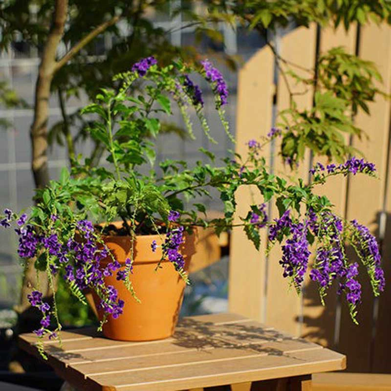 Кружевной золотой цветок в горшке фиолетовый золотой цветок Тайваньская форзиция шоколадный вечнозеленый кустарник Лучжоу-аромат растение четыре сезона