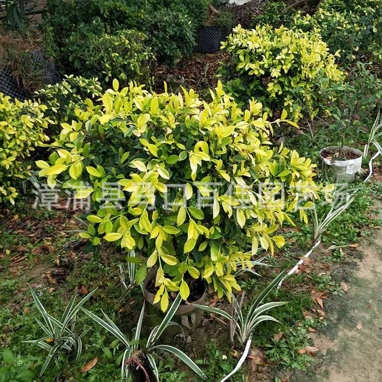 �ƽ�����65Ԫ (1).jpg