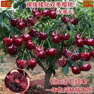 Dwarf Cherry Tree, Cherry Tree, Cherry Seedling, Large Cherry, Potted Ground Planting, Southern and Northern Fruit Planting Seedlings