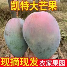 现货应季攀枝花凯特芒大脸芒青皮芒果大果新鲜水果整箱一件代发