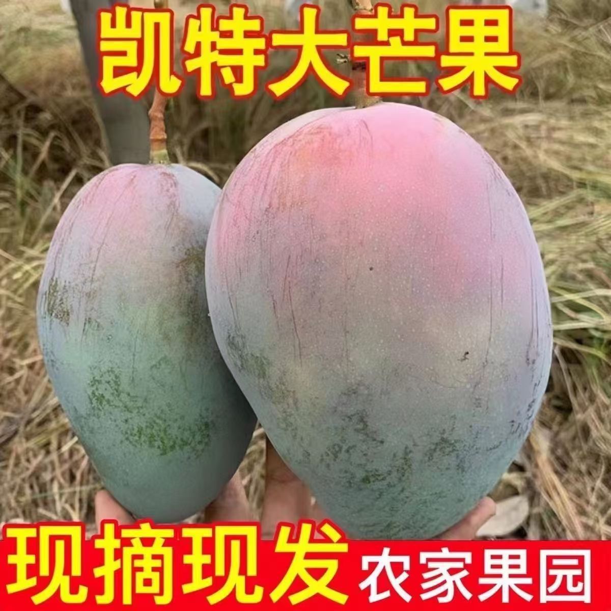 现货应季攀枝花凯特芒大脸芒青皮芒果大果新鲜水果整箱一件代发