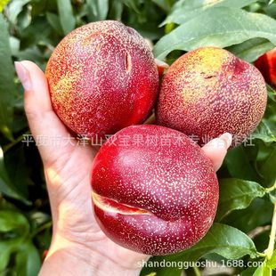 �޽��ش����Ҙ��� ������̖ ��̖ ������Ʒ�Nɽ�|�������l�r���