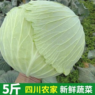 �Fժ�Ĵ�ɏ�������r�����r�Ҿ��Ĳ˾G���{��˺�ײ��߲�5/10��