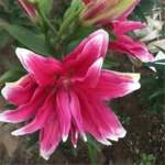 ��ˮ�ٺϻ�����Ũ�����ļ��ذ�ٺ��ʻ����������������㻨����ֲ