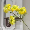 European clematis