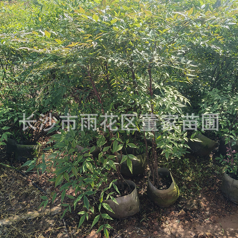 供应丛生南天竹 花镜植物南天竹 庭院南天竹