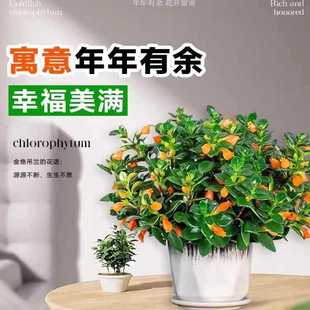 ✅ New Goldfish Spider Plant Potted with Buds, Indoor Balcony, Easy to Feed in Autumn and Winter, Four-Season Cold-Resistant Flowering Florals and Green Plants