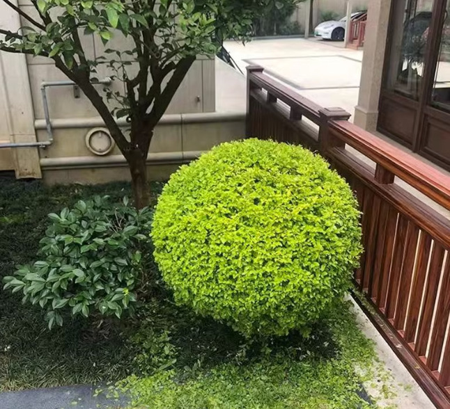 Drop Shipping Gold Leaf Ligustrum Potted Small Leaf Ligustrum Lemon Light Courtyard Balcony Heat-Resistant and Sun-Resistant Woody Green Plant