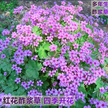 红花醡浆草种球 草 红花炸酱草 炸浆草 红花草 宿根植物