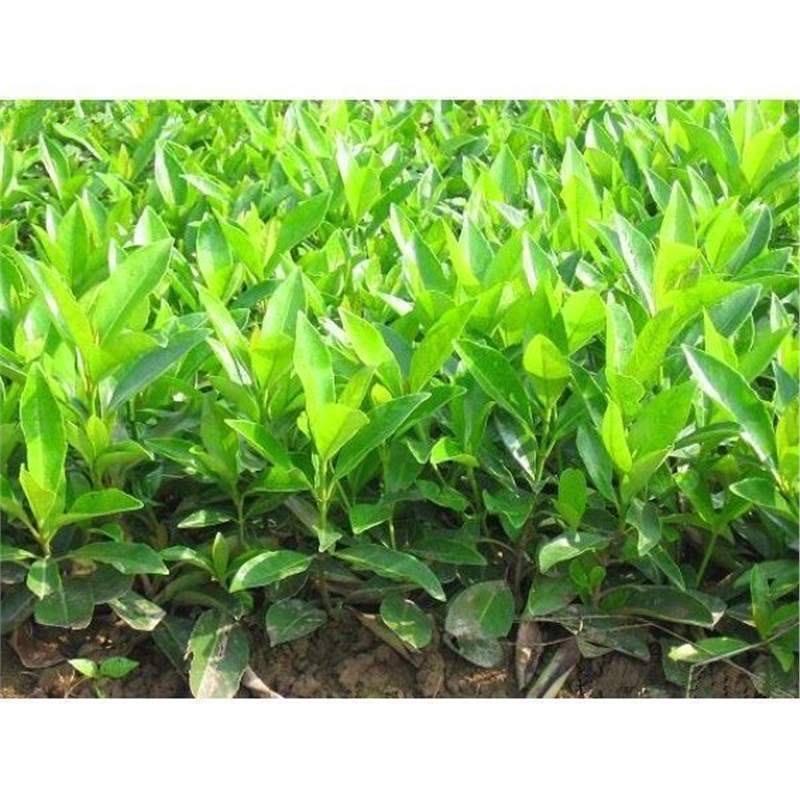 法国冬青种子冬青种子冬青卫矛种子红果冬青冬青树种子