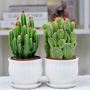 Complete Collection of Cactus Varieties Desktop Indoor Radiation Protection Bedroom Computer Factory Direct Sales One Piece Direct Hair Cross-Border Manufacturer