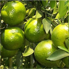 ��������֦�̘����t�̹����Ƥ�̘��癎������^�޽����Ә���
