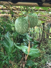 武夷山中国自种新鲜生吊瓜子原味零食好吃很香可种花园观赏500g