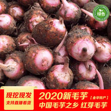 现挖新鲜红芽芋香芋红头红梗毛芋头小香芋艿芋红嘴芋1/3/5斤
