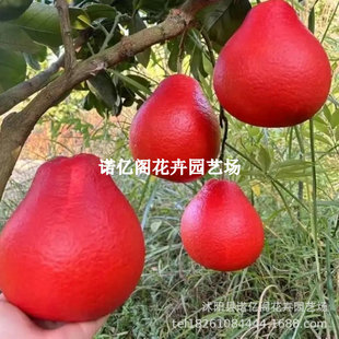 �޽���Ʒ̩�����_���Ә����ϱ����ļ��Nֲ�t���������t����ˮ����