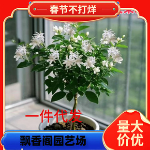 һ�����l�P�����򻨪��Ɇΰ���������ذ껢�^�����҃��̨�͏dֲ