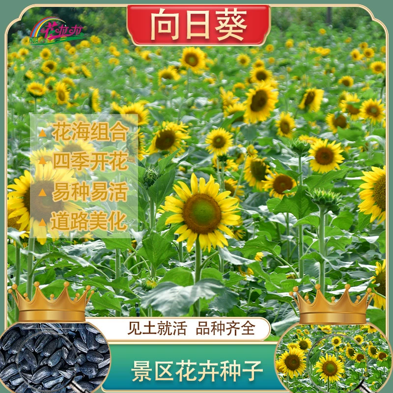 Смесь семян декоративных сорняков: семена подсолнечника, семена травяных цветов, разноцветные двухлепестковые цветы