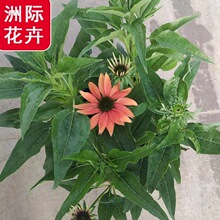 ��ɫ�ɹ���   �޸�������������ľ  ͥԺ����ֲ��