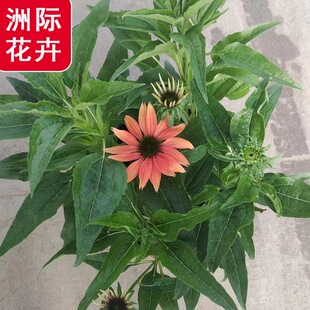 ��ɫ�ɹ���   �޸�������������ľ  ͥԺ����ֲ��