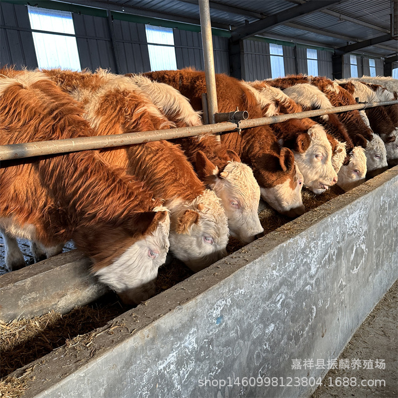 牛犊活体肉牛苗西门塔尔牛犊鲁西黄牛牛苗小牛犊活牛黄牛小牛苗