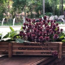 �͹�ľ�|�������fľ�ж��⻨ֲ�ﻨ��[��̼���͹Ŷ��⻨��